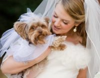 Британка вышла замуж за собаку