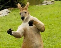 Житель Австралии столкнулся на прогулке с кенгуру-бодибилдером (ФОТО)