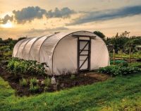 Агроволокно: эффективное решение для сада и огорода